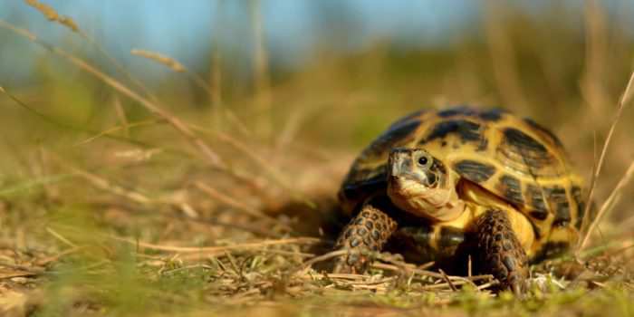 Догляд (утримання) середньоазіатської сухопутної черепахи. Все в одній статті