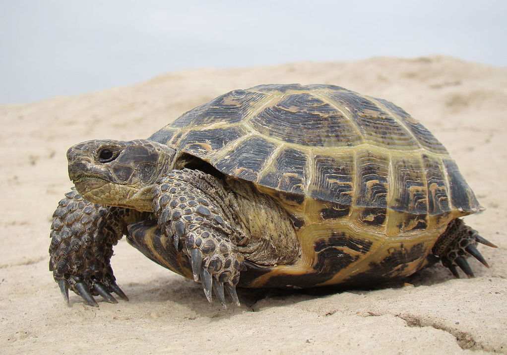 Среднеазиатская черепаха (лат. Agrionemys horsfieldi)