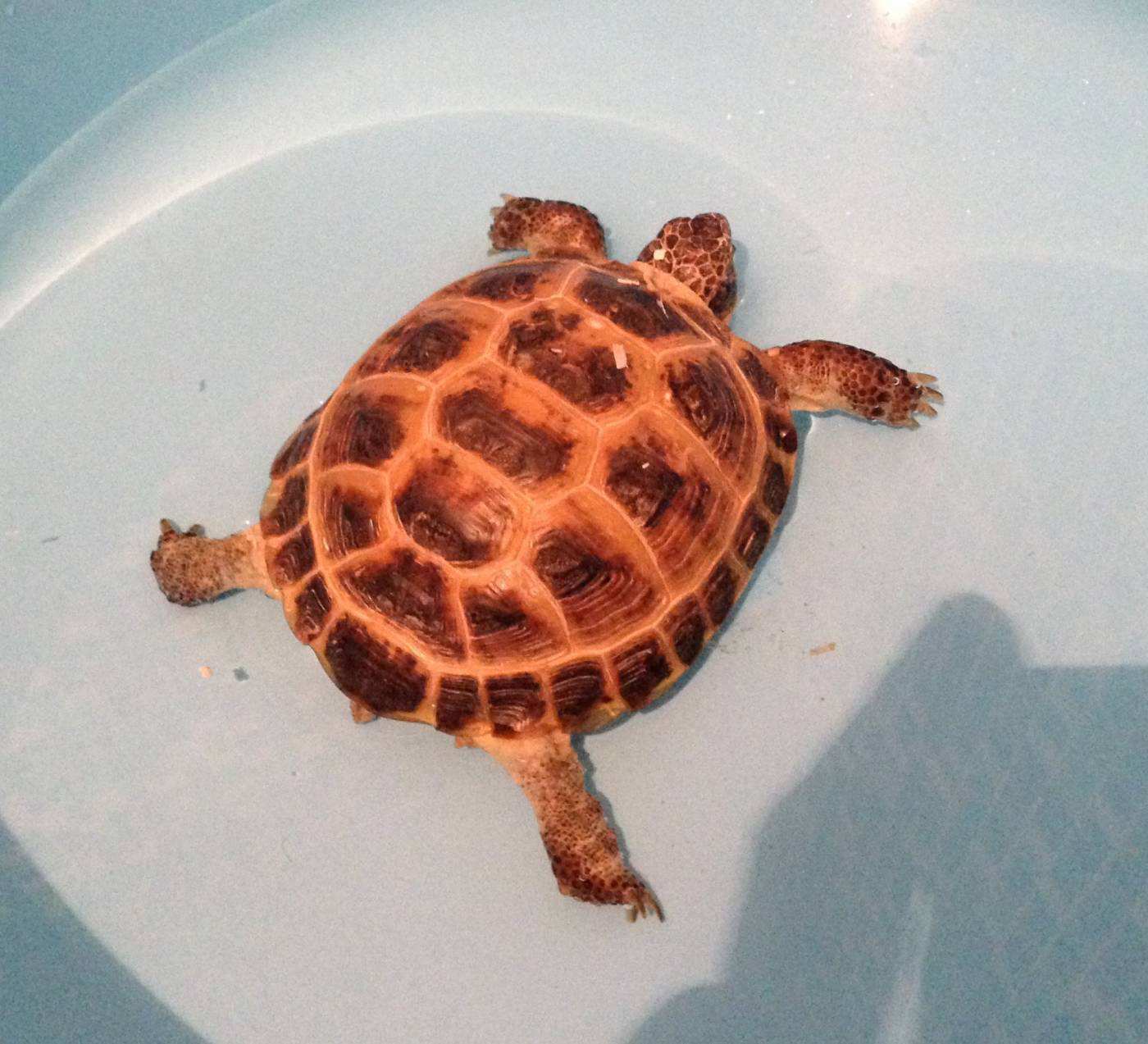 Черепаха (Рокси) принимает ванну в тазике