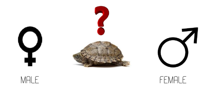 Как определить пол черепахи. Определение пола сухопутных и водоплавающих черепах
