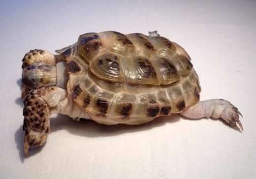 Среднеазиатская сухопутная черепаха в плохих (неправильных) условиях