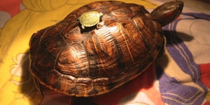Small Turtle Min
