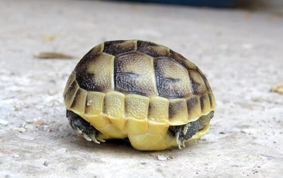 Як визначити вік черепахи? Тривалість життя та ріст черепах