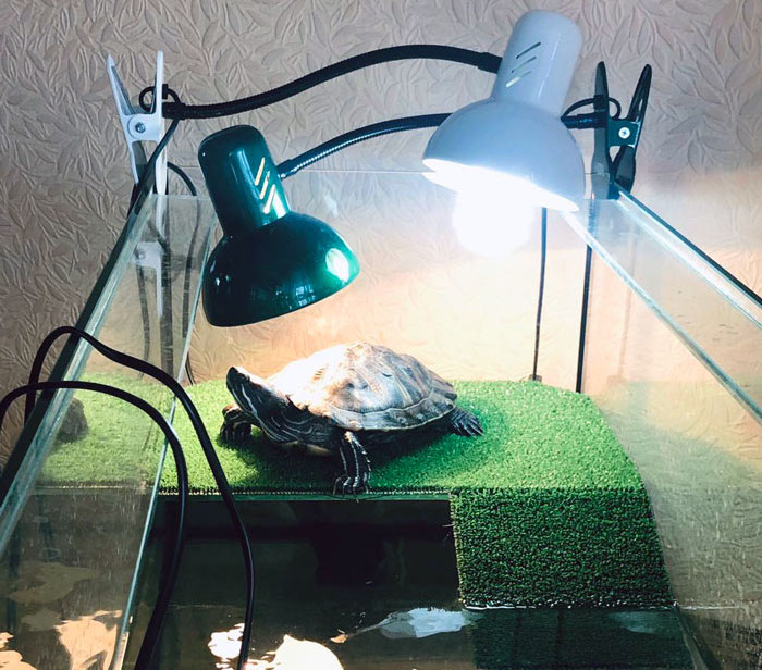 Лампы для черепах