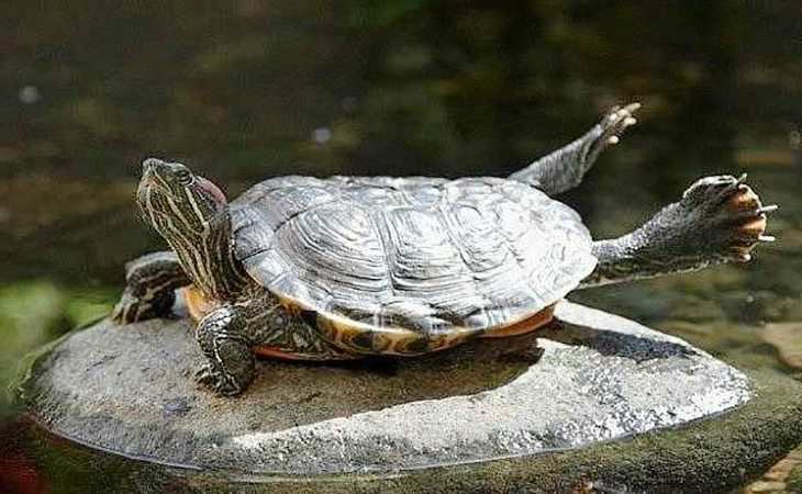 Баскинг красноухой черепахи