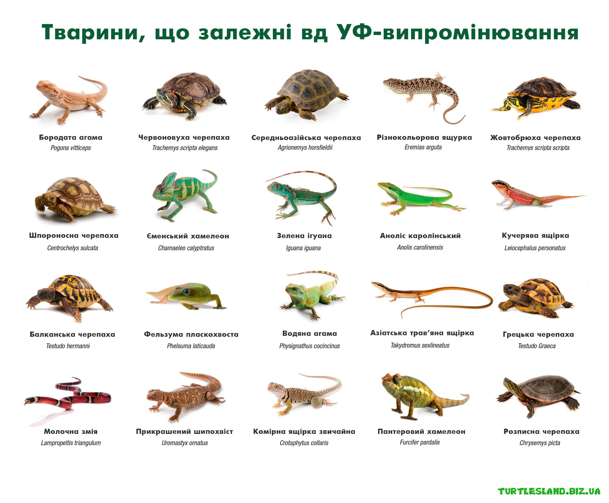 UVB-reptiles-ukr-2-min