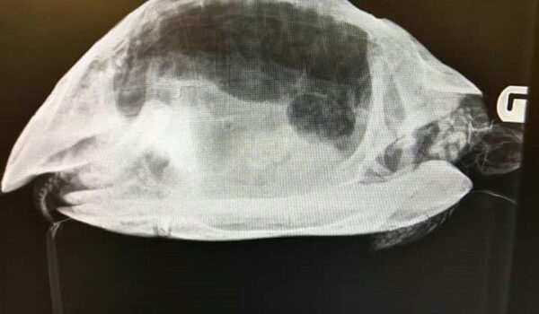 Рентген у черепах. Последствия искривления панциря из-за рахита