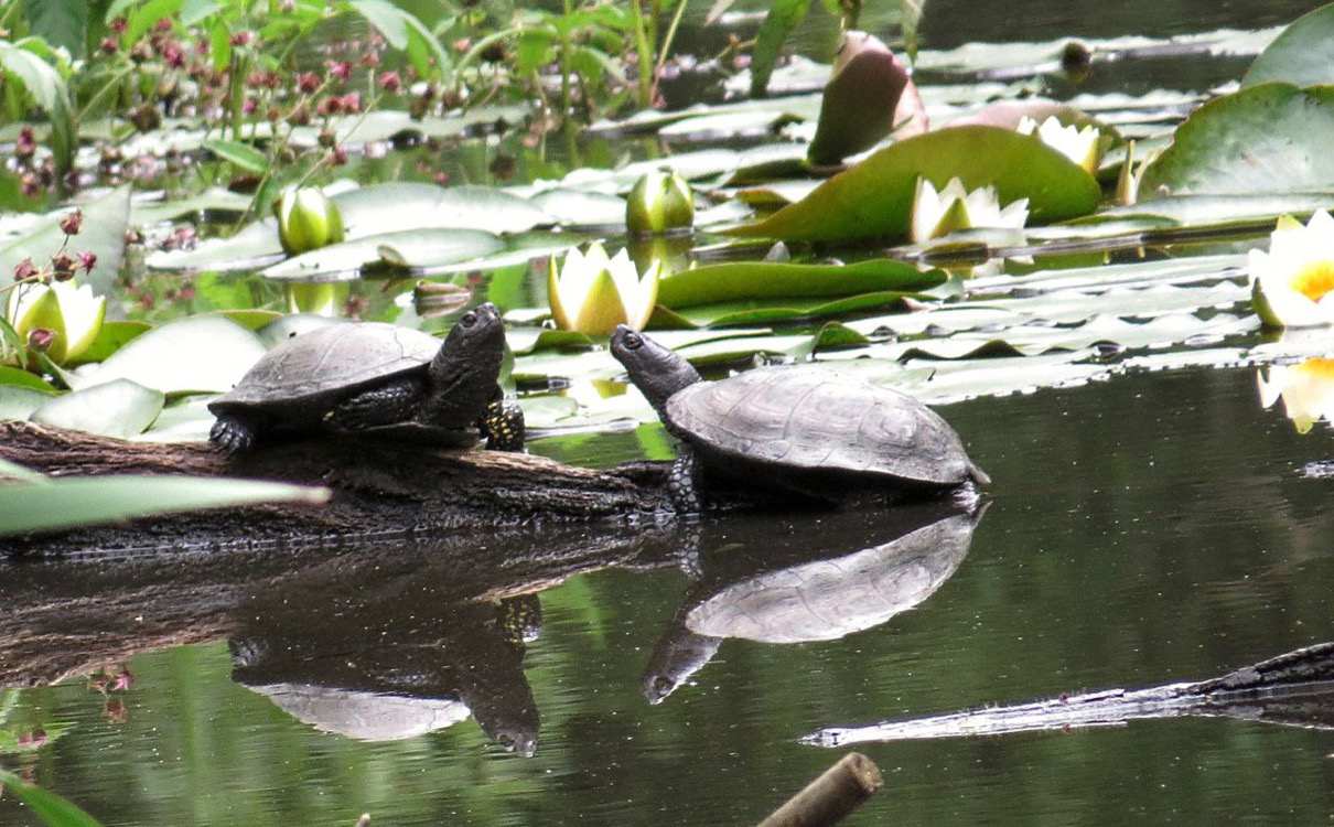 Болотные черепахи под солнцем