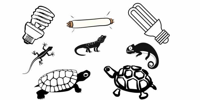Lamp Turtles Icons Image