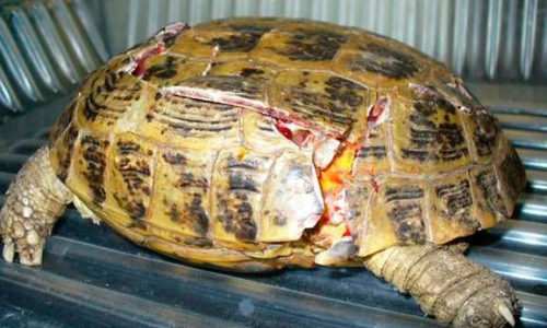 Болотная черепаха уход в домашних условиях|Советы от Питомца
