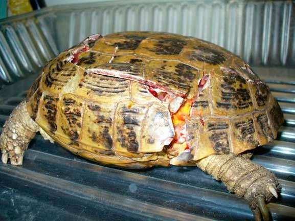 Чи можна тримати черепаху в пластиковому контейнері?