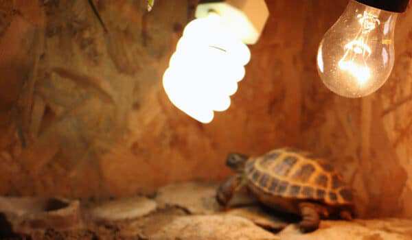 Расстояние от УФ лампы до черепахи. Как правильно установить лампы для черепахи?