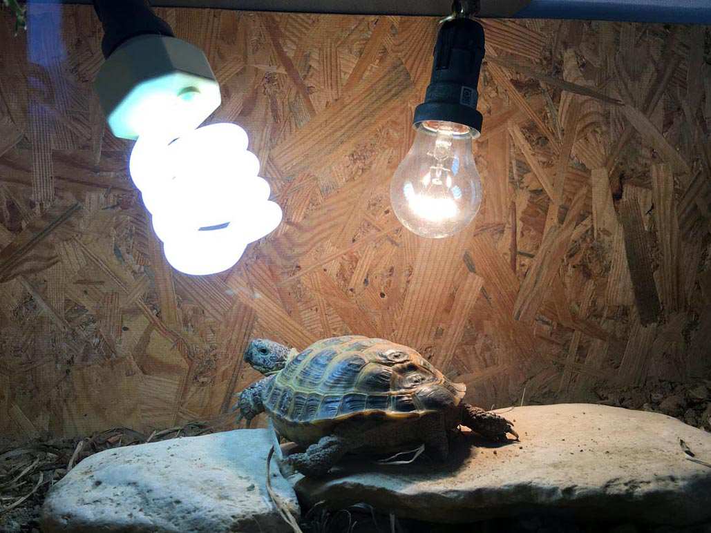 Как выбрать и использовать ультрафиолетовую лампу для красноухих или сухопутных черепах