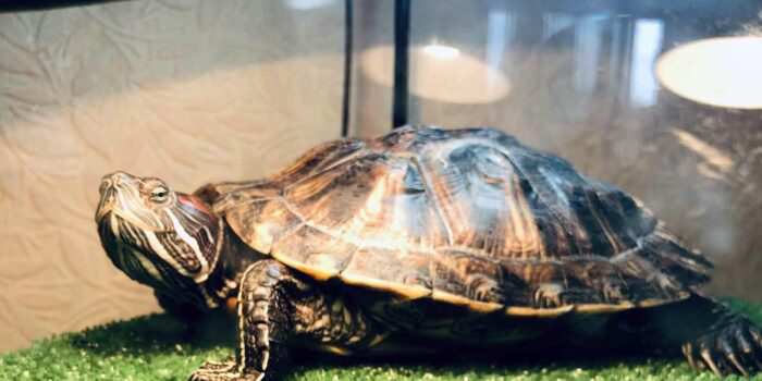 Lampy Slider Turtle2 Min