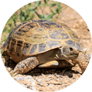 Утримання та годування середноазіатської черепахи