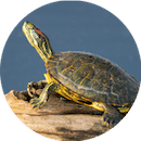 Догляд та годування червоновухої черепахи