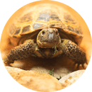 Блог середньоазіатських черепах
