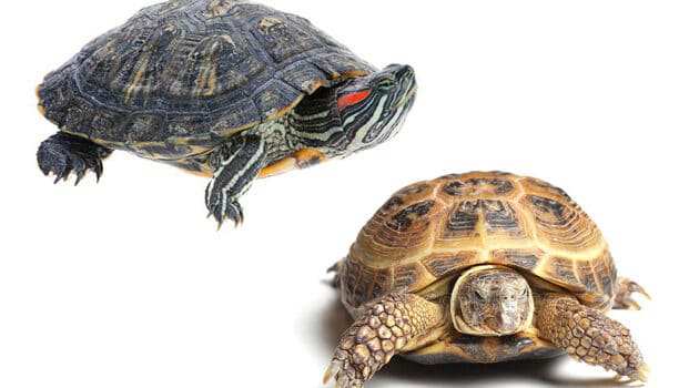 Как содержать черепаху? Уход и кормление популярных видов. Где взять и как перевезти черепаху?