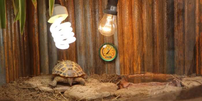 Обзор светильников JBL Temp Set Angle (Установка ламп в террариуме сухопутной черепахи Рокси)