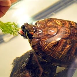 Как приучить черепаху к правильной пище? Как отучить черепаху есть с рук?