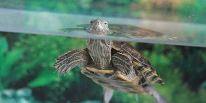 Чому червоновуха черепаха постійно сидить у воді чи на березі?
