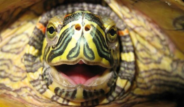 Чому червоновуха черепаха відкриває рота? Пневмонія в черепах. Запалення легенів