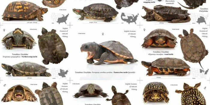 Які бувають черепахи? Скільки видів черепах існує в природі?