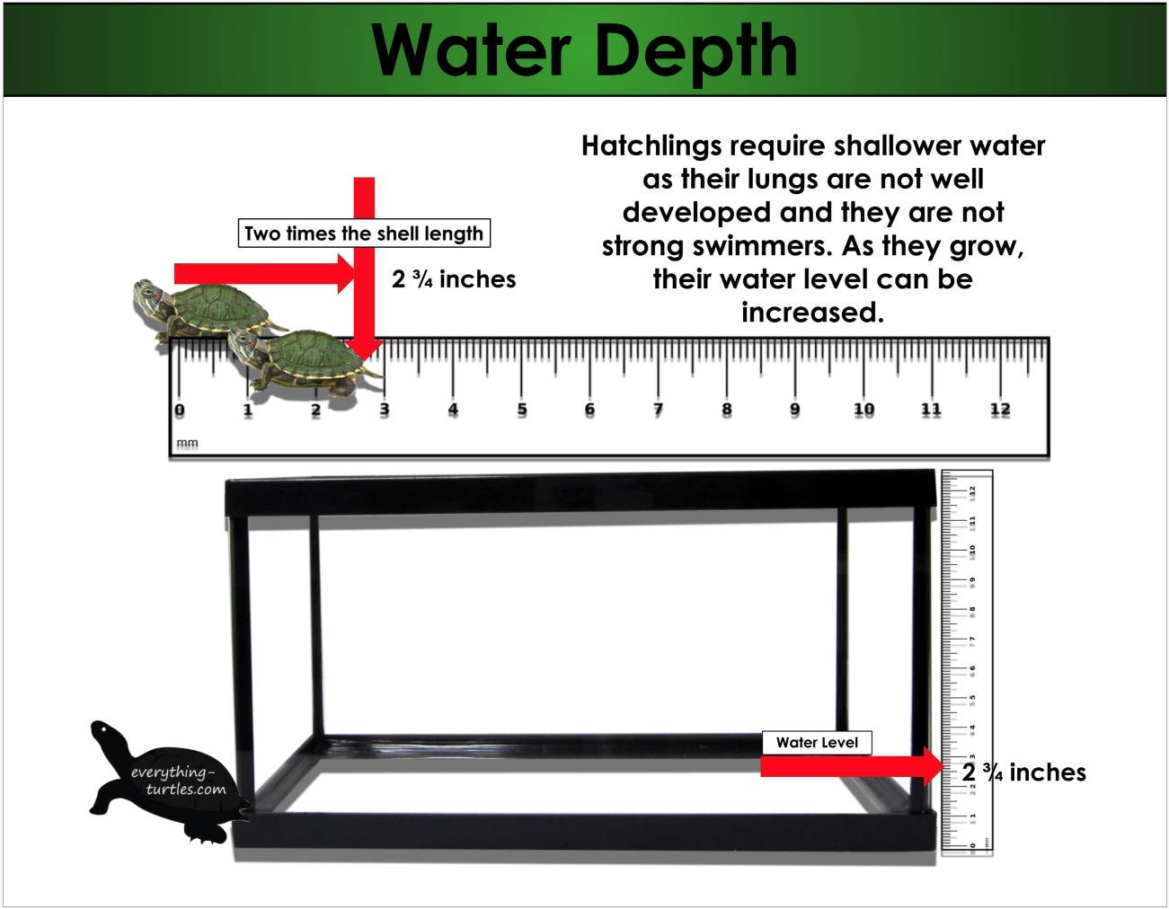 Какую воду выбрать для красноухой черепахи: правила содержания и объем аквариума [Рыбки fish]