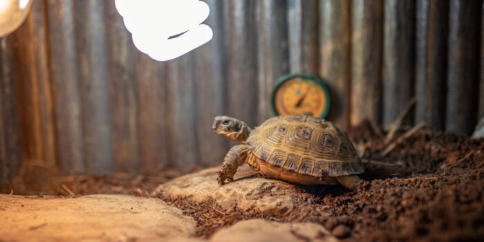 Чи можна завести черепаху без ультрафіолетової лампи?
