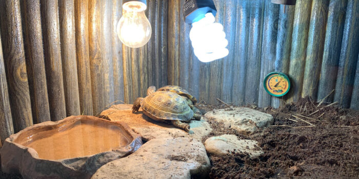 Сколько времени должна быть включена ультрафиолетовая лампа для черепах?