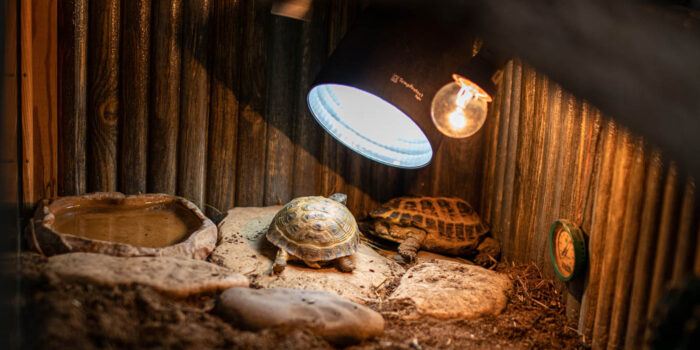 Чому черепаха не хоче сидіти під УФ лампою? Що зробити, щоб черепаха виходила під УФ лампу?