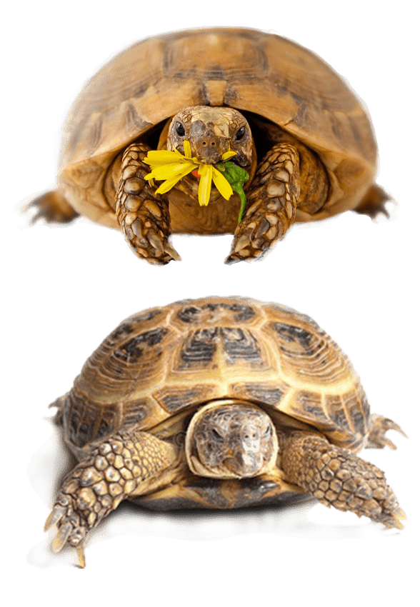 Що кормити черепаху без корму: природні замінники