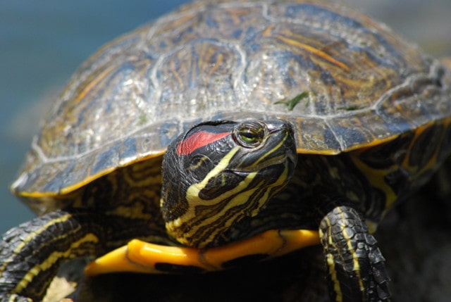 Недостатки содержания красноухих черепах: