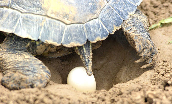 Жировые яйца черепах. Что делать, если черепаха снесла яйцо?