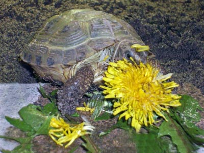 Правильний раціон сухопутних черепах. Чим годувати середньоазіатську черепаху?