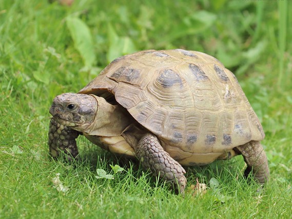 russian-tortoise-6