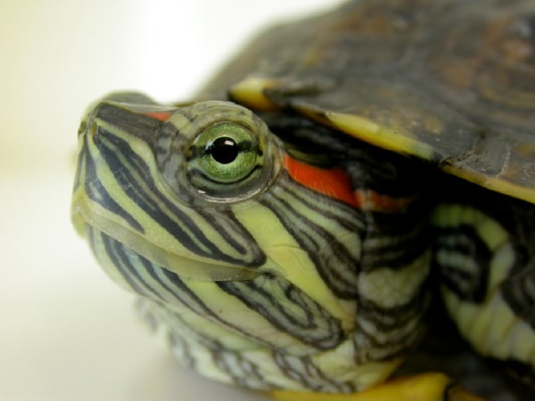 Как лечить конъюнктивит у черепахи в домашних условиях