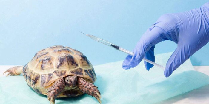 Injection Turtle2 Min