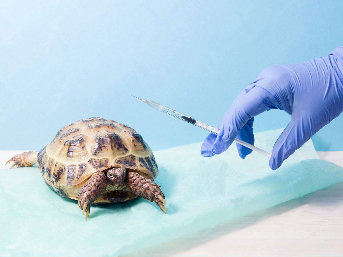 injection-turtle2-min