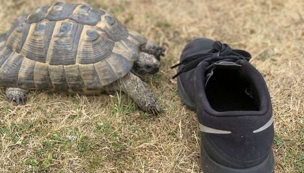 Turtle Shoes Min