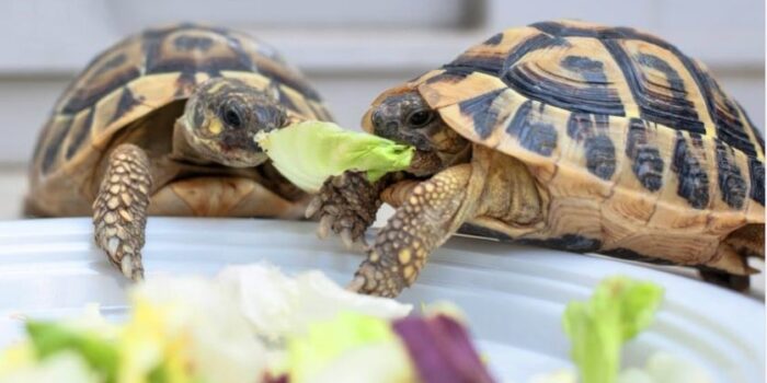 П’ять поширених помилок годування черепах