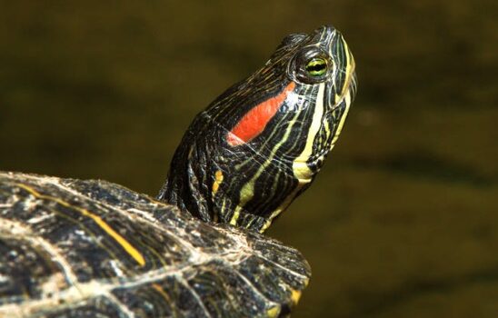 Оптимальна температура води для червоновухої черепахи. Важливі аспекти правильних температур