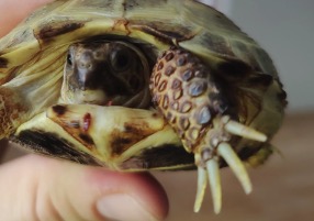 Стрижка кігтів сухопутних черепах. Як правильно обстригти кігті черепасі?